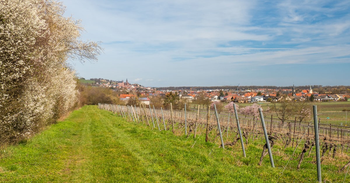 Frühling in Oppenheim