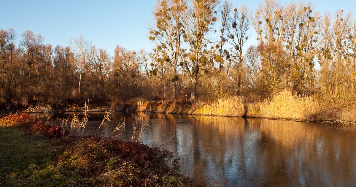 Das Mausmeer bei Ludwigshöhe